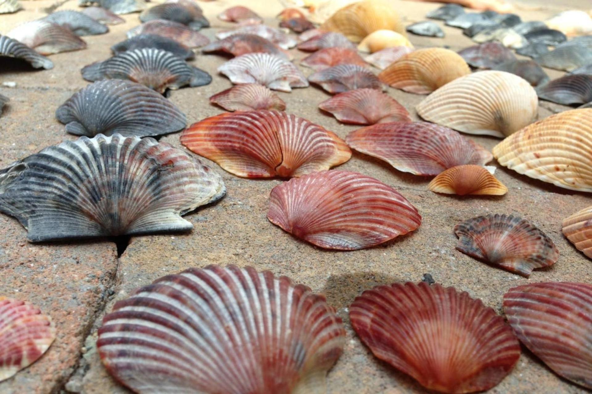 Tipsea Toes * Carolina Beach